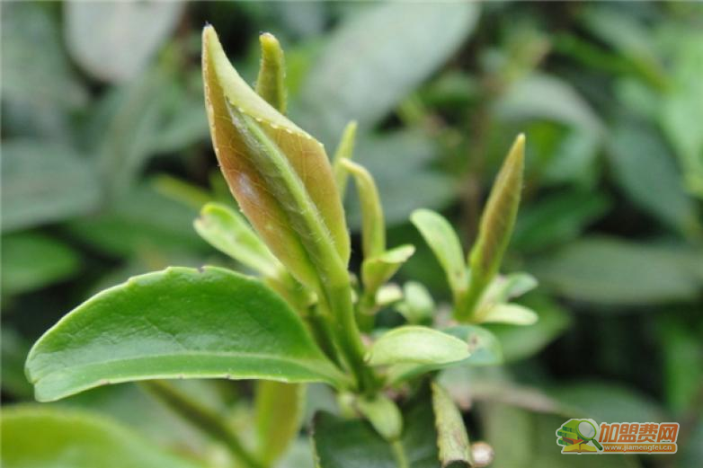 圣堡露茗茶加盟 圣堡露茗茶加盟