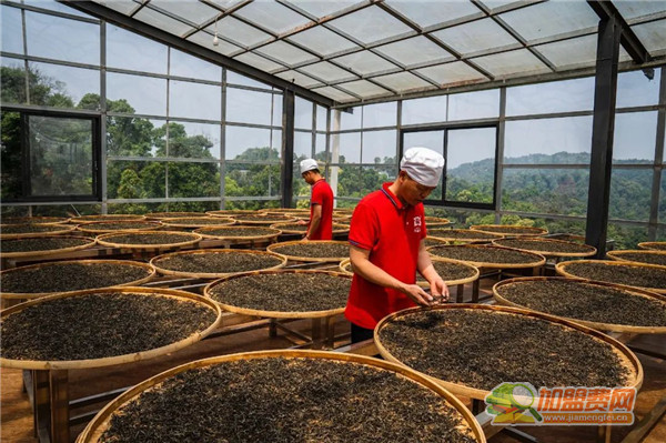 大益普洱茶加盟