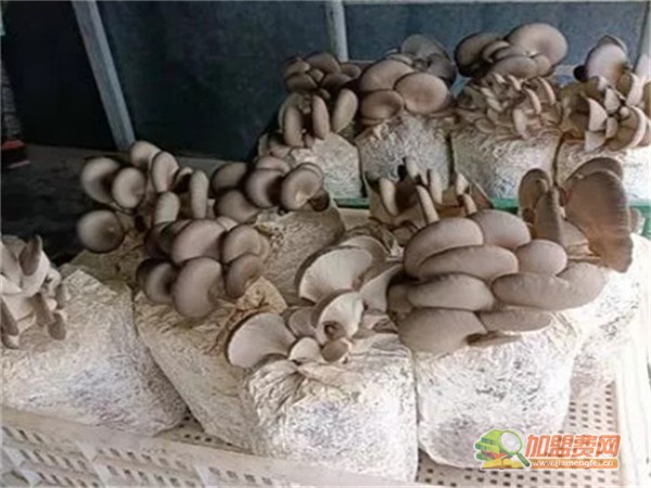六希蘑菇加盟