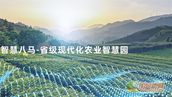 八马茶业加盟