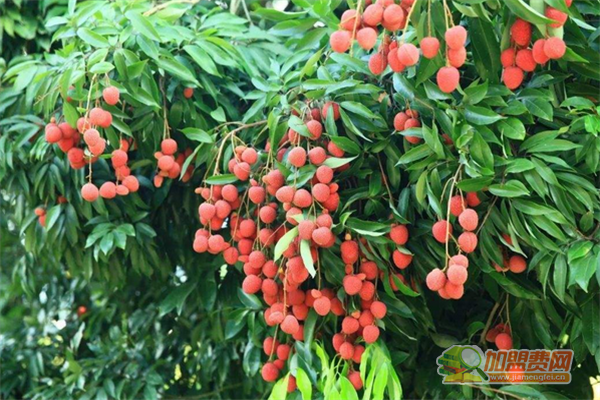 南山荔枝如何加盟 南山荔枝加盟多少钱
